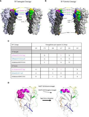 Antigenic alteration of 2017-2018 season influenza B vaccine by egg-culture adaption